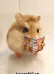 mat-the-hamster-giau-chay-mo