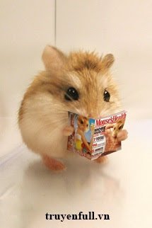 mat-the-hamster-giau-chay-mo